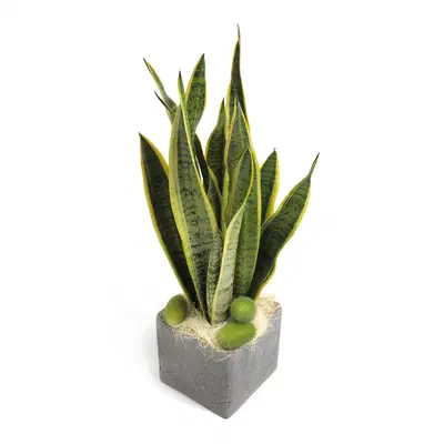 Sansevieria – zdjęcie bukietu